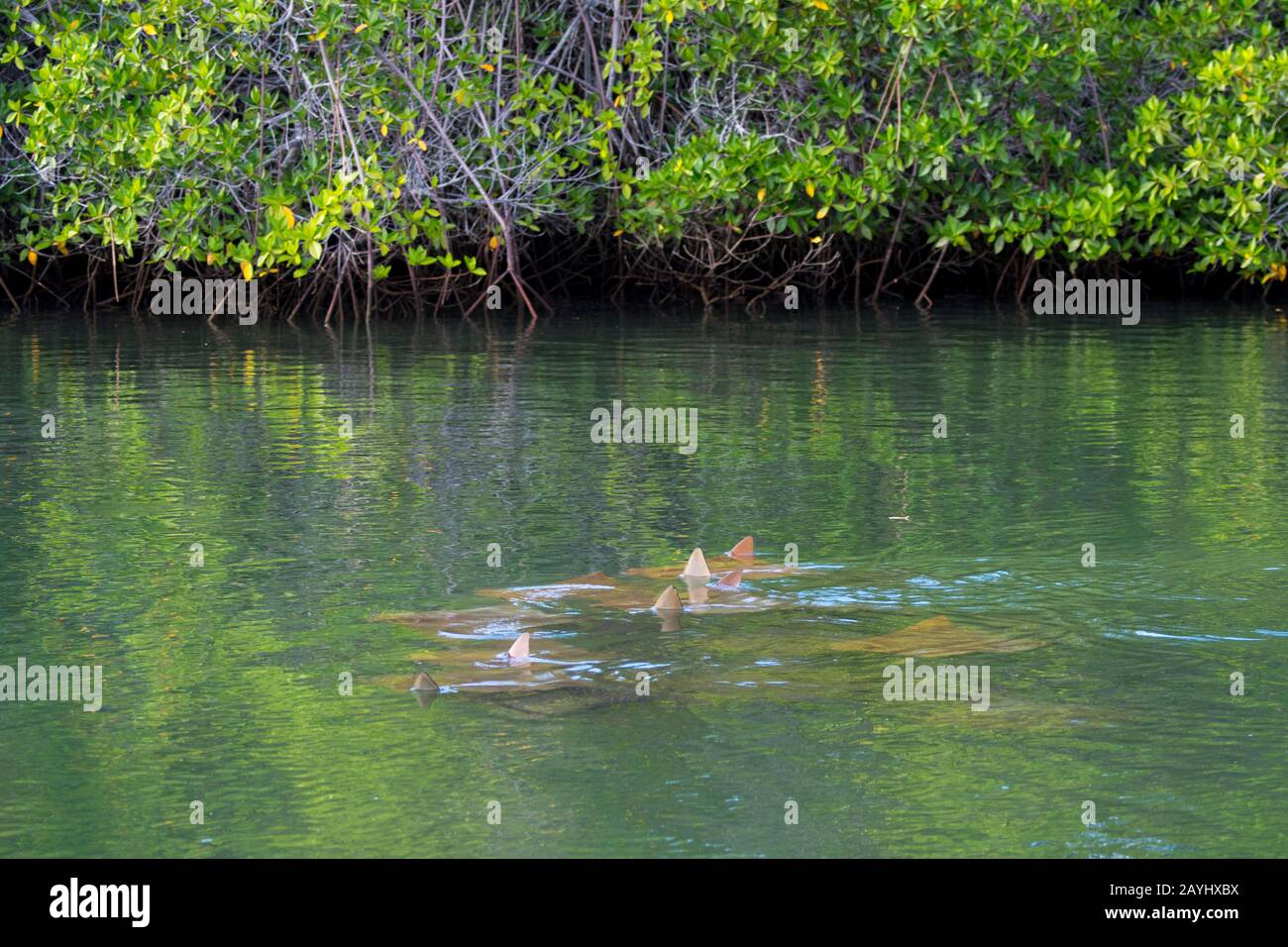 Golden rays (yellow cow-nosed rays) swimming in the shallow waters of ...