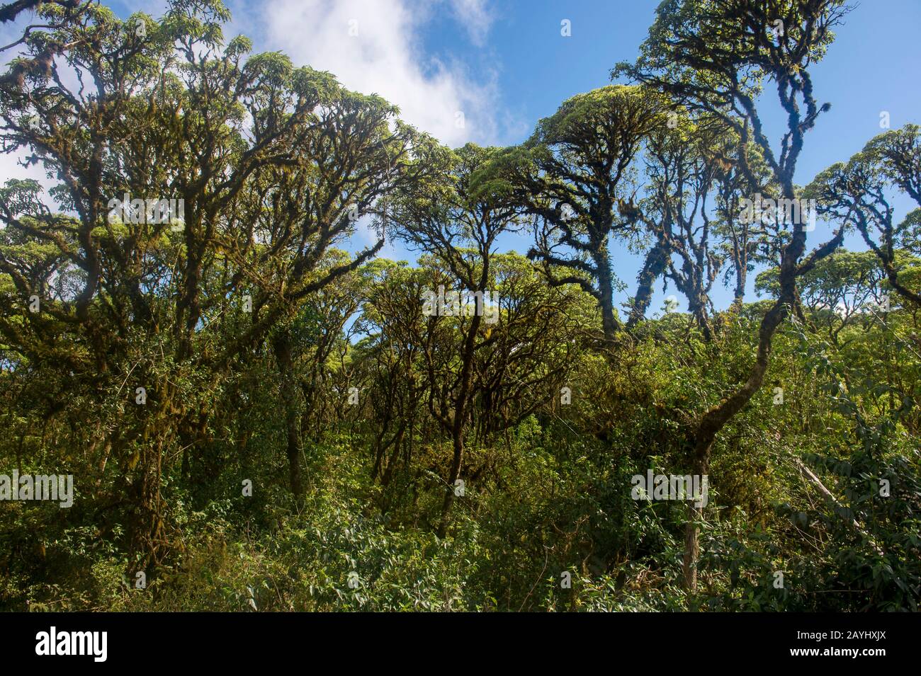 The Scalesia forest (member of the Daisy family or Asteraceae) in the highlands of Santa Cruz Island in the Galapagos Islands, Ecuador. Stock Photo