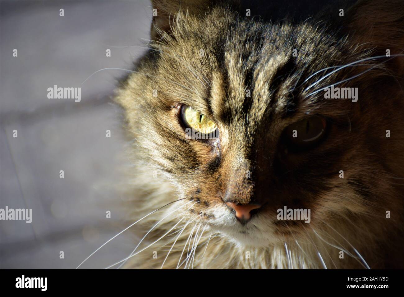 Closeup of face of tabby male adult pet cat Stock Photo