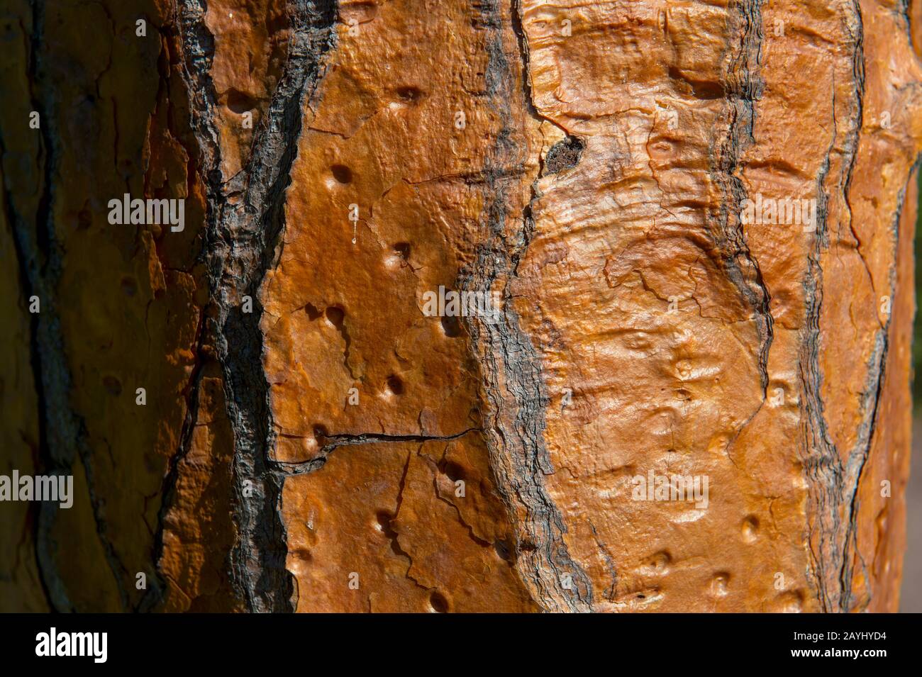 Close-up of the bark of a Opuntia cacti at the Charles Darwin Research Station in Puerto Ayora on Santa Cruz Island (Indefatigable) in the Galapagos I Stock Photo