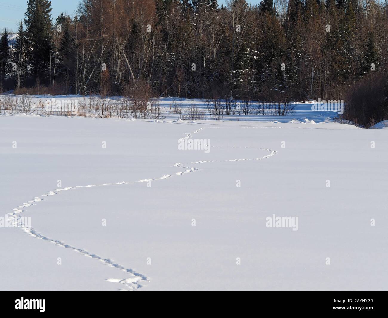 Farm track snow trees hires stock photography and images Alamy