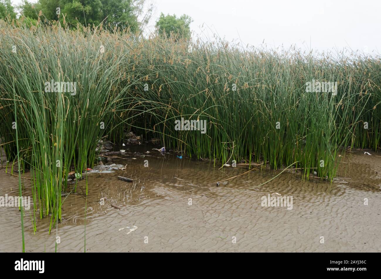 Bank of the Río de la Plata river, contaminated, in San Isidro, Province of Buenos Aires, Argentina. Plastic waste on the surface, between the reeds, Stock Photo