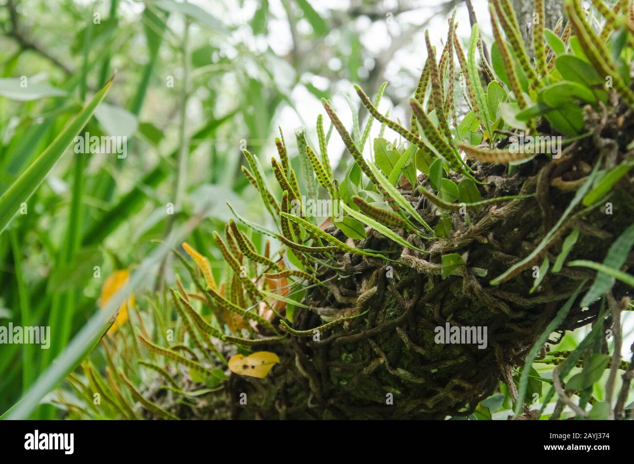 Nature detail: non-vascular plant with soros on the underside of its small green leaves Stock Photo