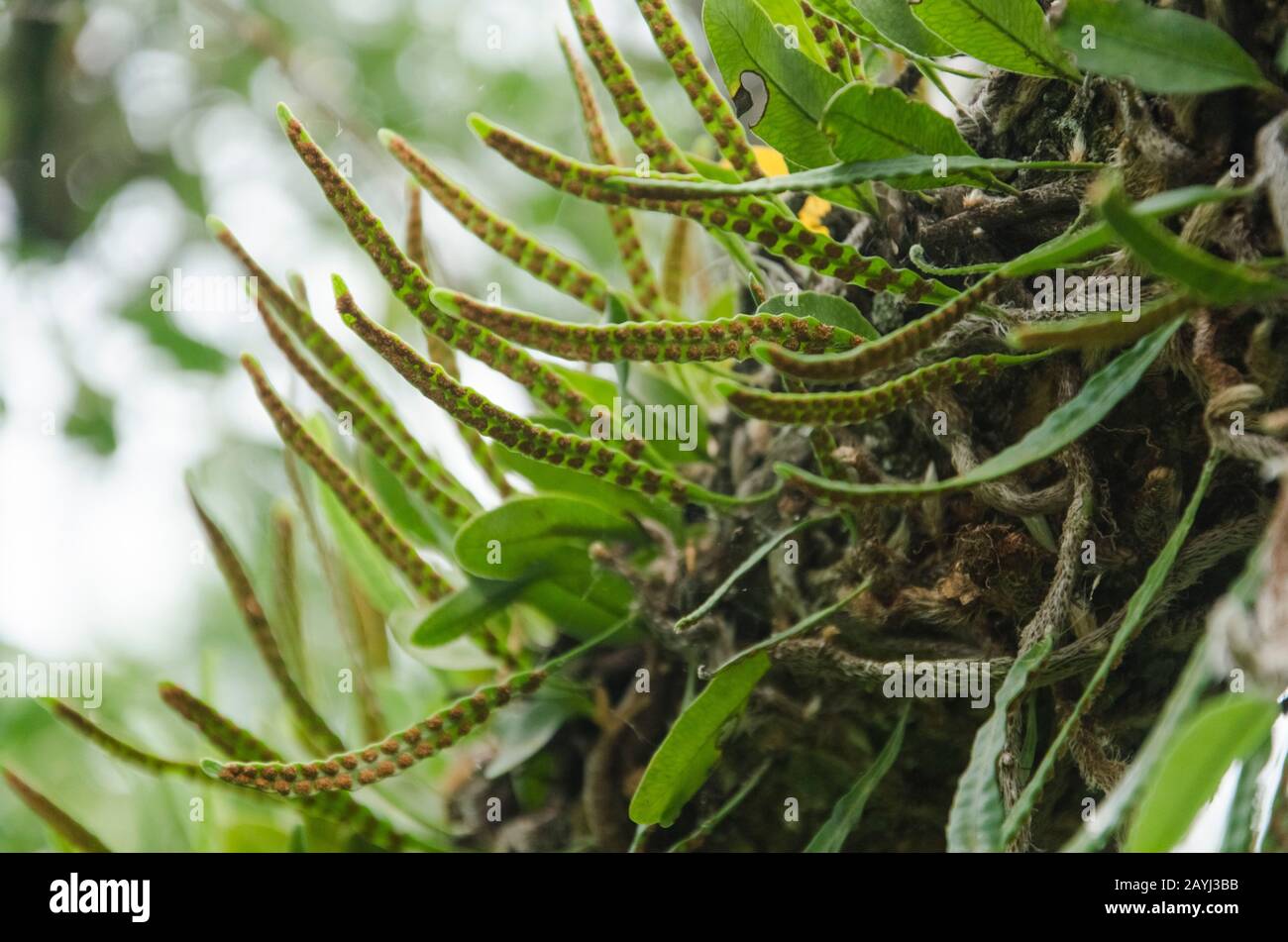 Nature detail: non-vascular plant with soros on the underside of its small green leaves Stock Photo