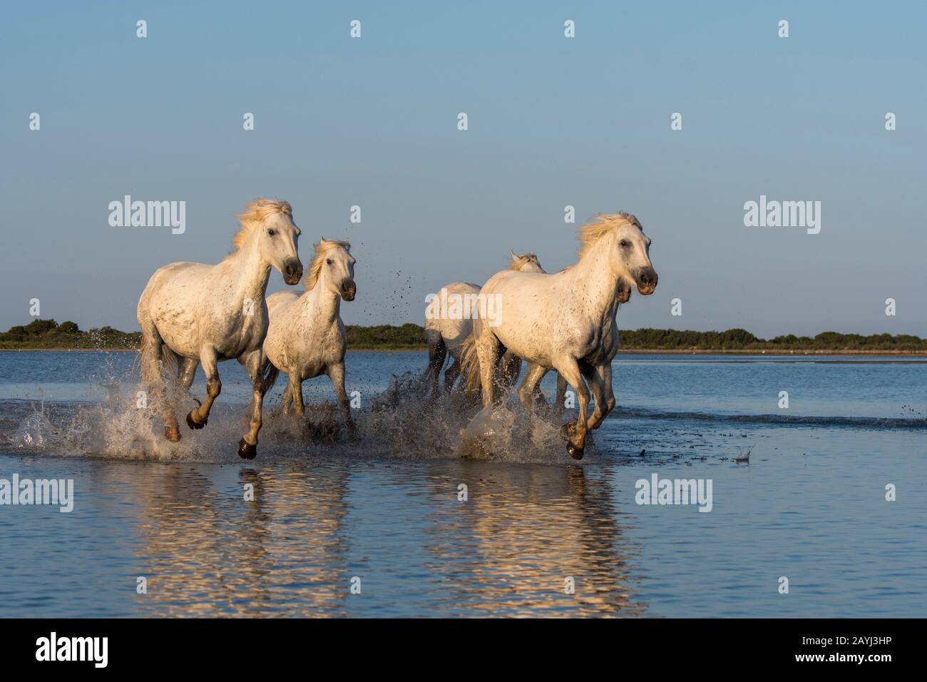 Camargue horses running towards the camera through the water of a lagoon in the Camargue in southern France. Stock Photo