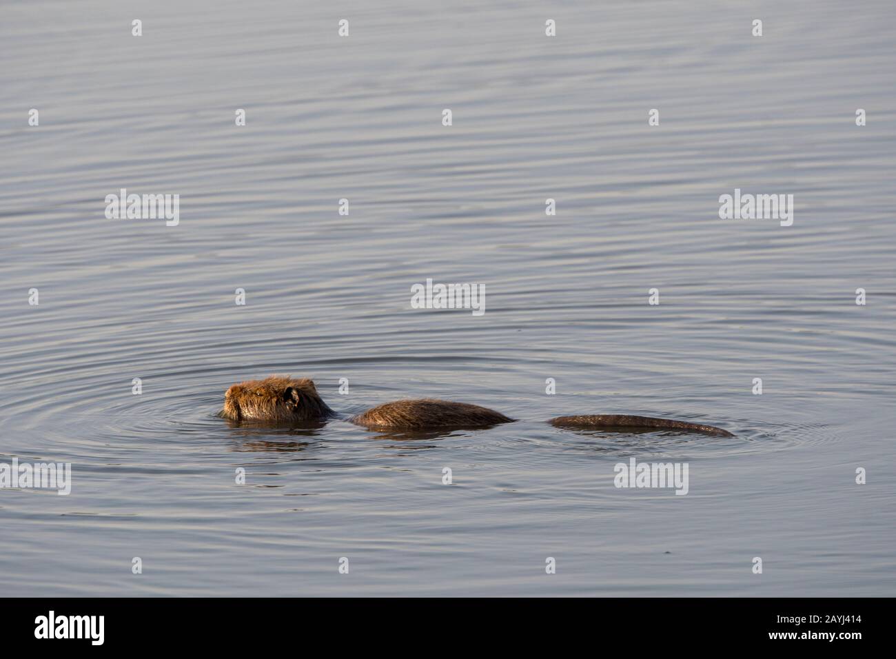 The coypu (Myocastor coypus), also known as the river rat or nutria, is a large, herbivorous, semi-aquatic rodent; here swimming in a lake in the Cama Stock Photo