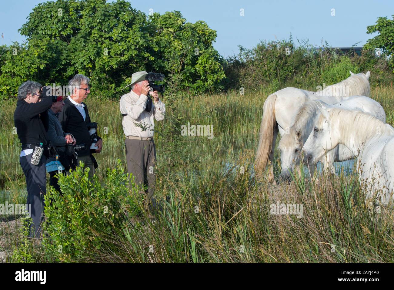 Photo tour members photographing Camargue horses in the Camargue in southern France. Stock Photo