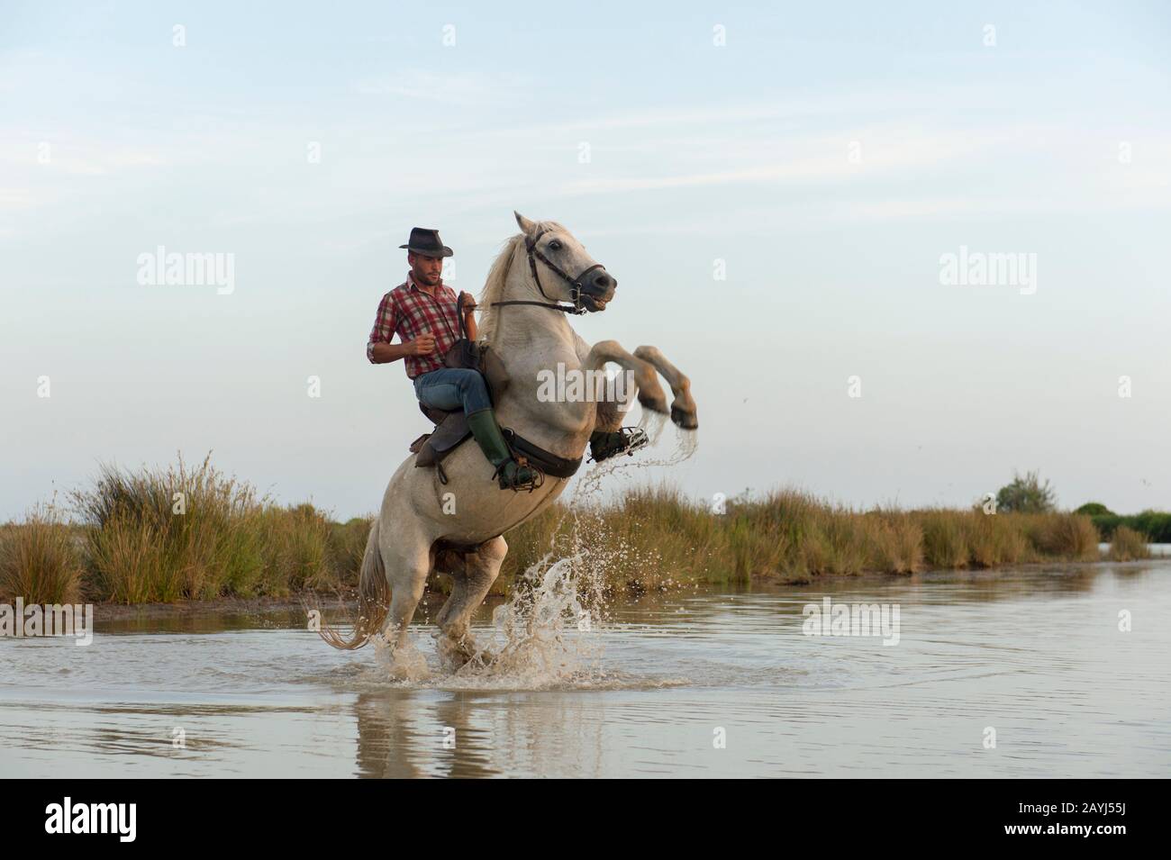 A Camargue Guardian (Camargue cowboy) rearing up his horse in a marsh of the Camargue in southern France. Stock Photo