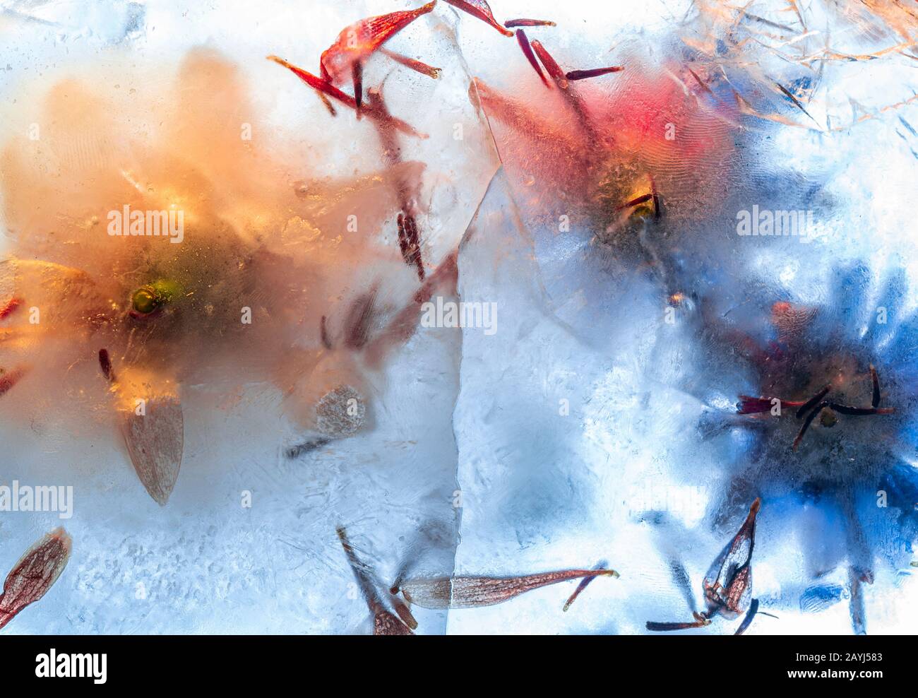 Frozen flowers in thick ice block with cracked surface - creative abstract background Stock Photo