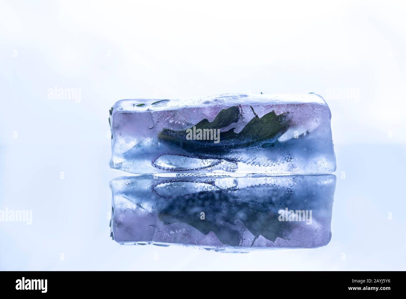 Frozen flowers in ice block crystal on reflective sheet - high key macro shoot Stock Photo