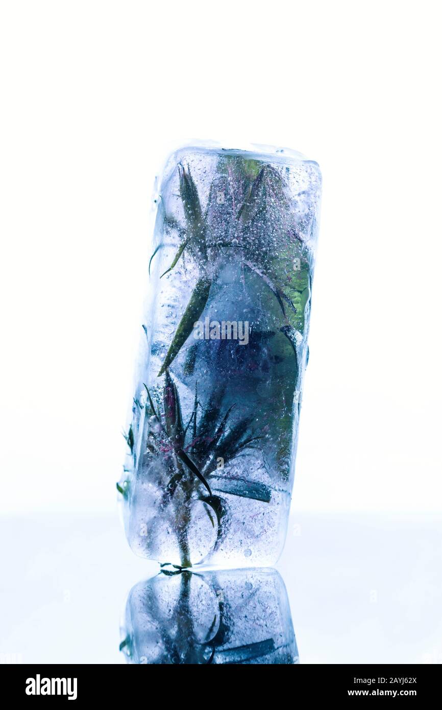 Frozen flowers in ice block crystal on white background - high key macro shoot Stock Photo