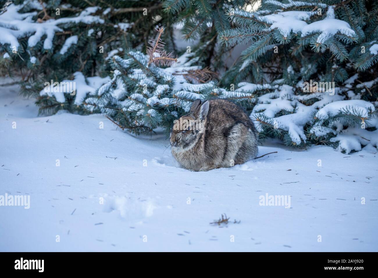 Cottontail Rabbit Eating Stock Photos Cottontail Rabbit Eating