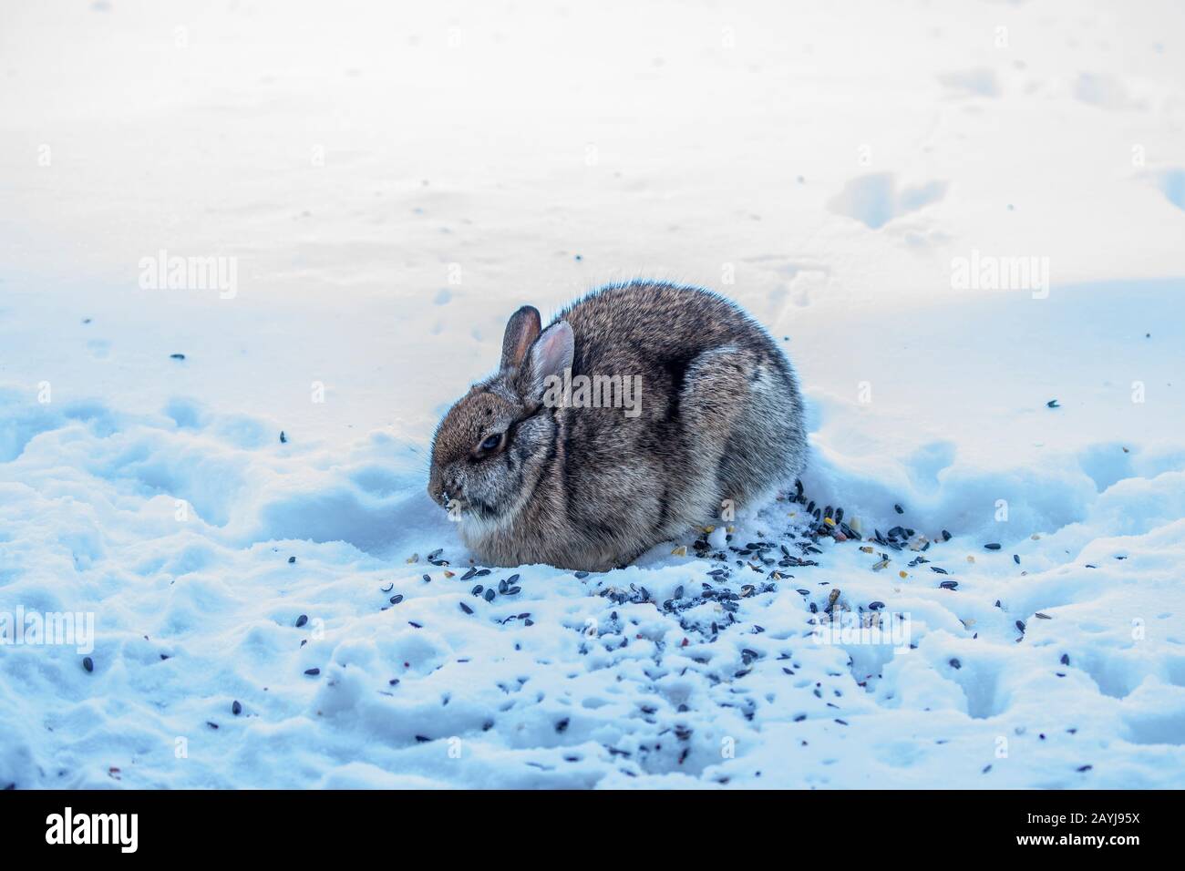 wild rabbit feeder
