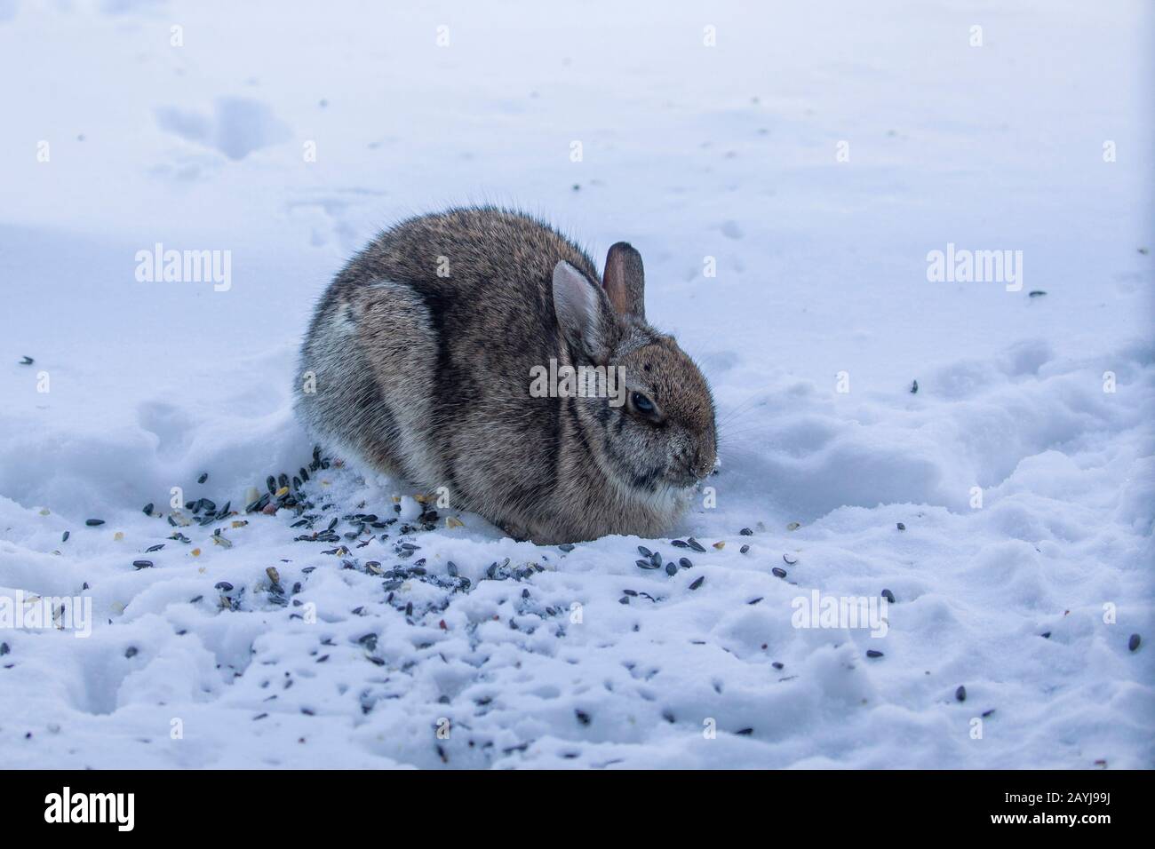 wild rabbit feeder