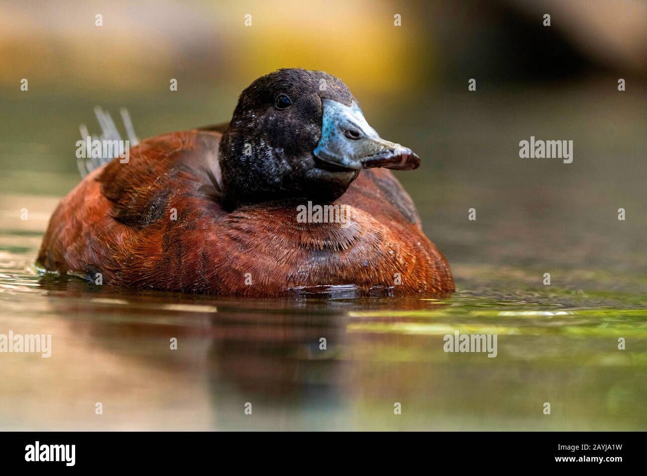 Argentine lake duck (Oxyura vittata), swimming drake, half-length portrait, Zoo HD Stock Photo