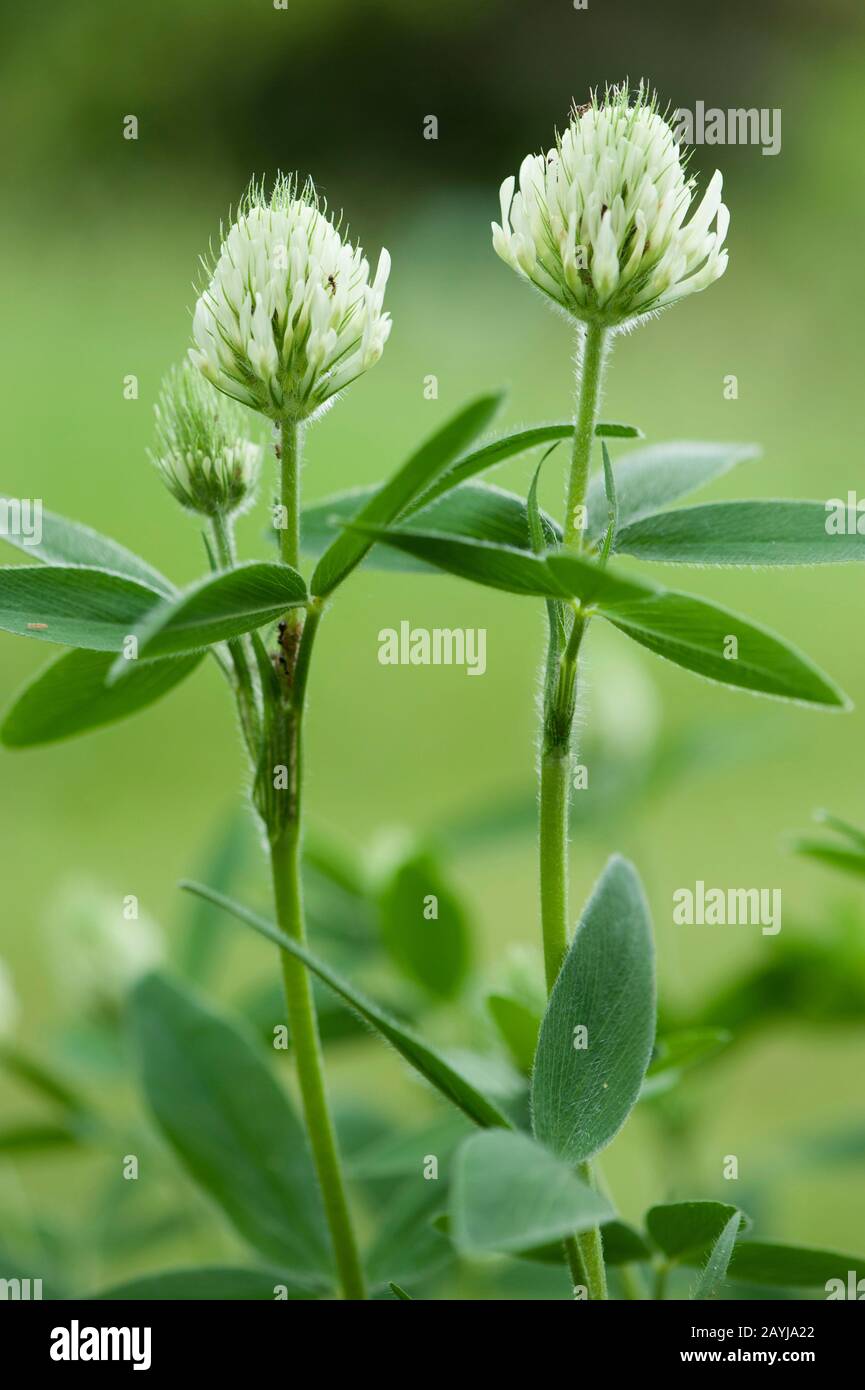 Hungarian Clover (Trifolium pannonicum), blooming Stock Photo