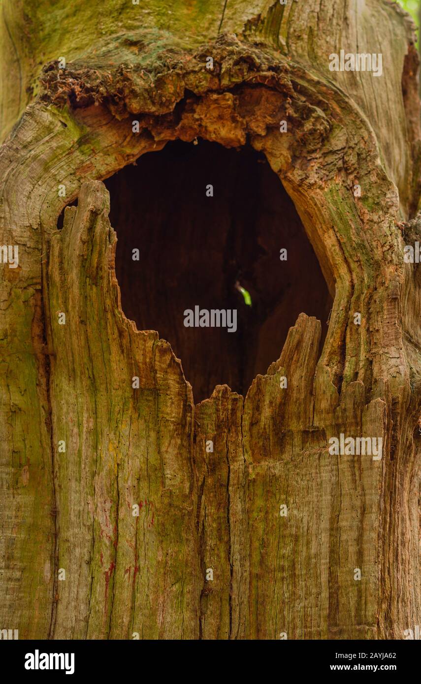 oak (Quercus spec.), dead wood of oaks in the nature reserve of hasbruch, Germany, Bremen, NSG Hasbruch Stock Photo