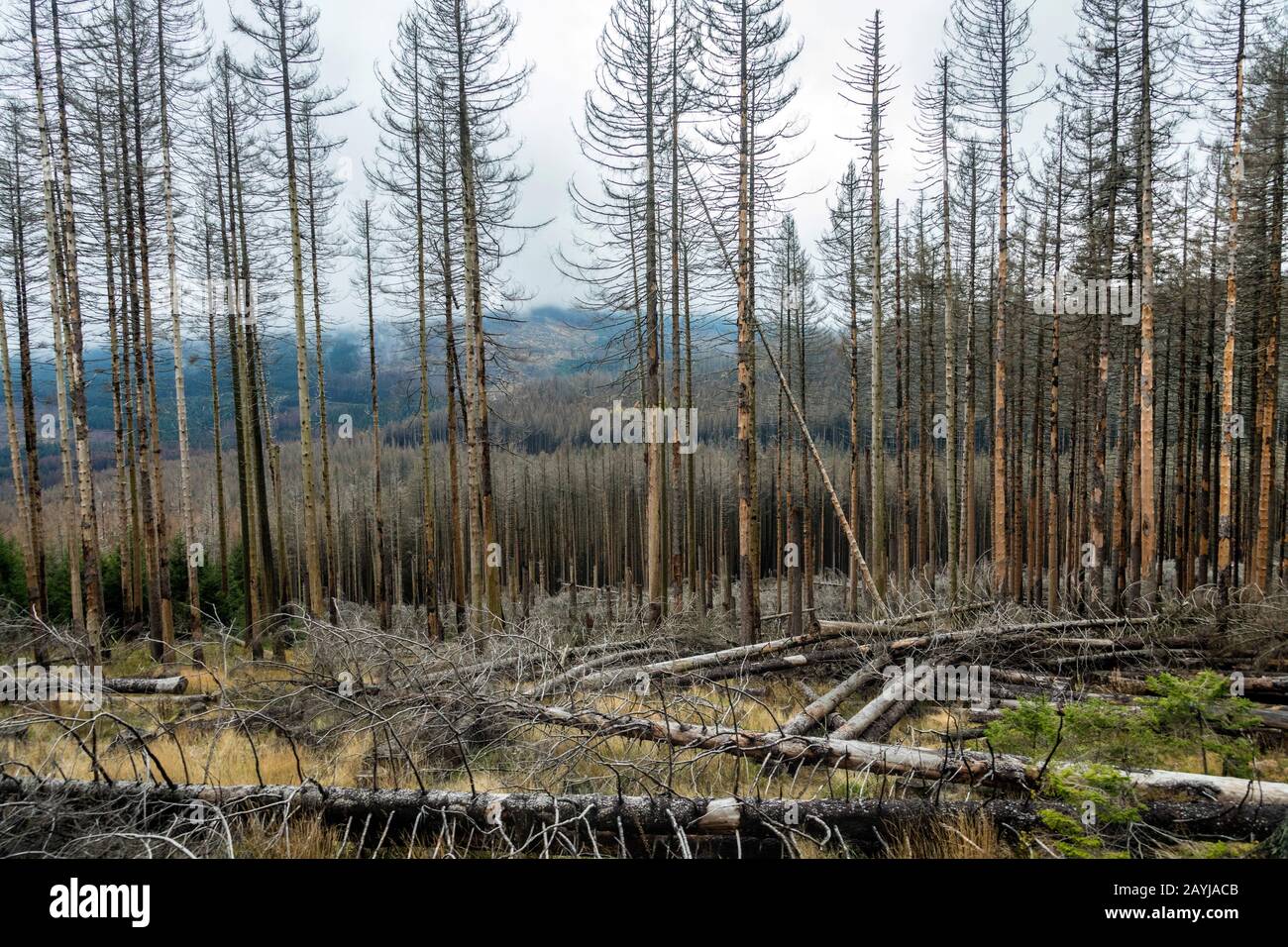forest damage caused by dryness and bark beetle infestation, Germany, Lower Saxony, Harz National Park Stock Photo