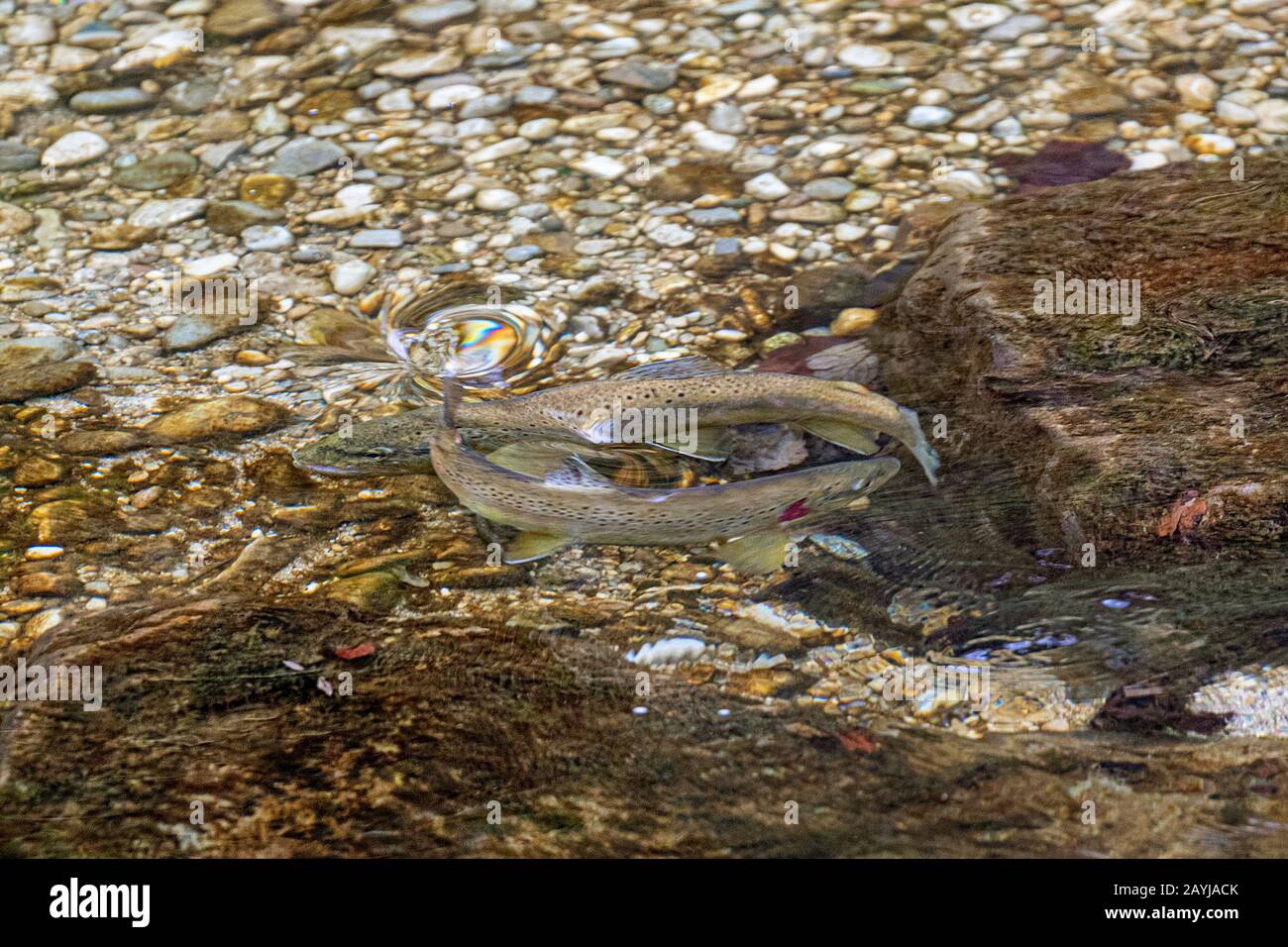 brown trout, river trout, brook trout (Salmo trutta fario), competitive milkners on spawning ground, Germany, Bavaria, Prien Stock Photo