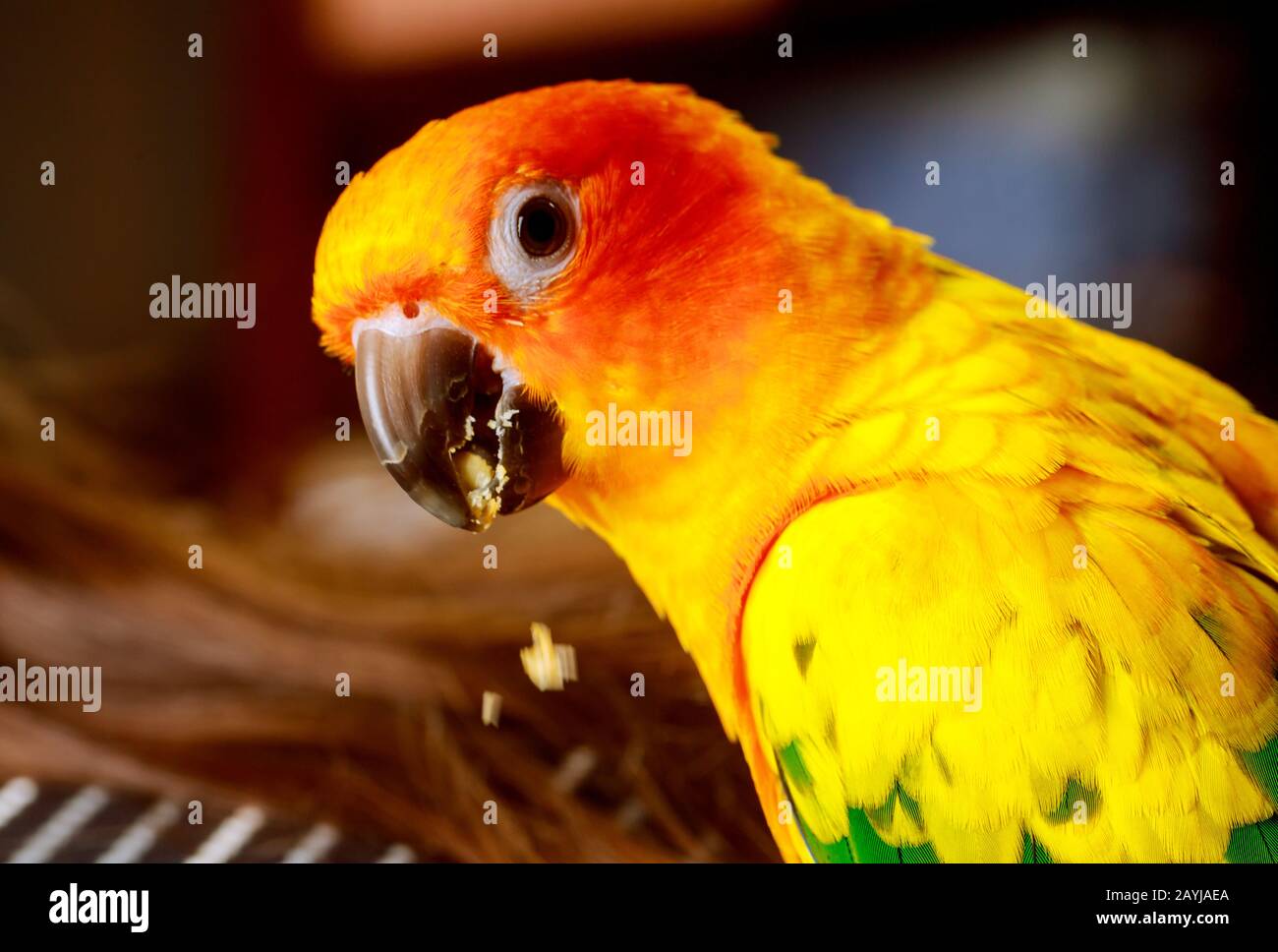 Exotic bird sun conure eating nuts with his foot Stock Photo Alamy