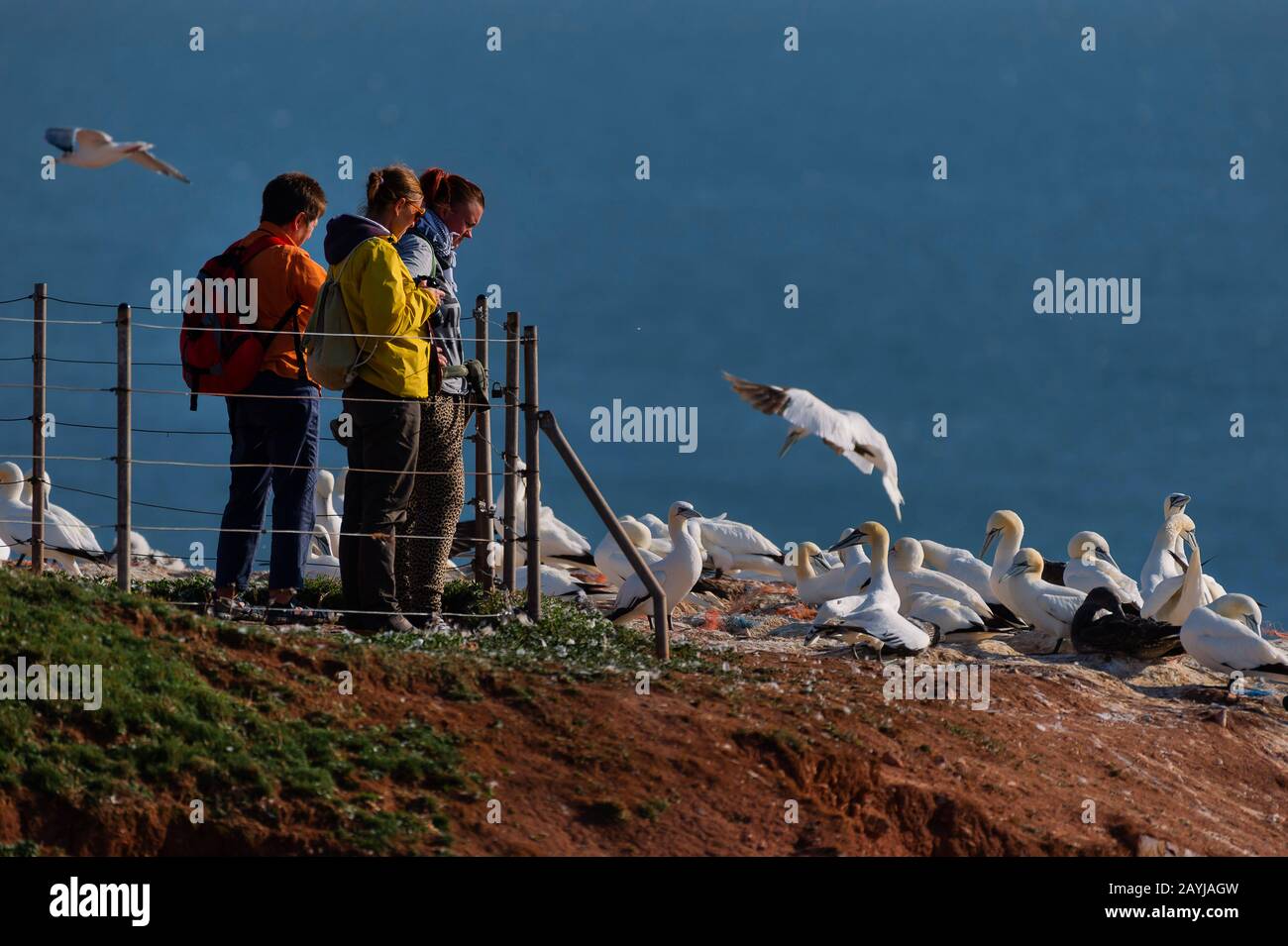 northern gannet (Sula bassana, Morus bassanus), tourists looking at the nesting colony at the cliffs of the Bunter sandstone rock, Germany, Schleswig-Holstein, Heligoland Stock Photo