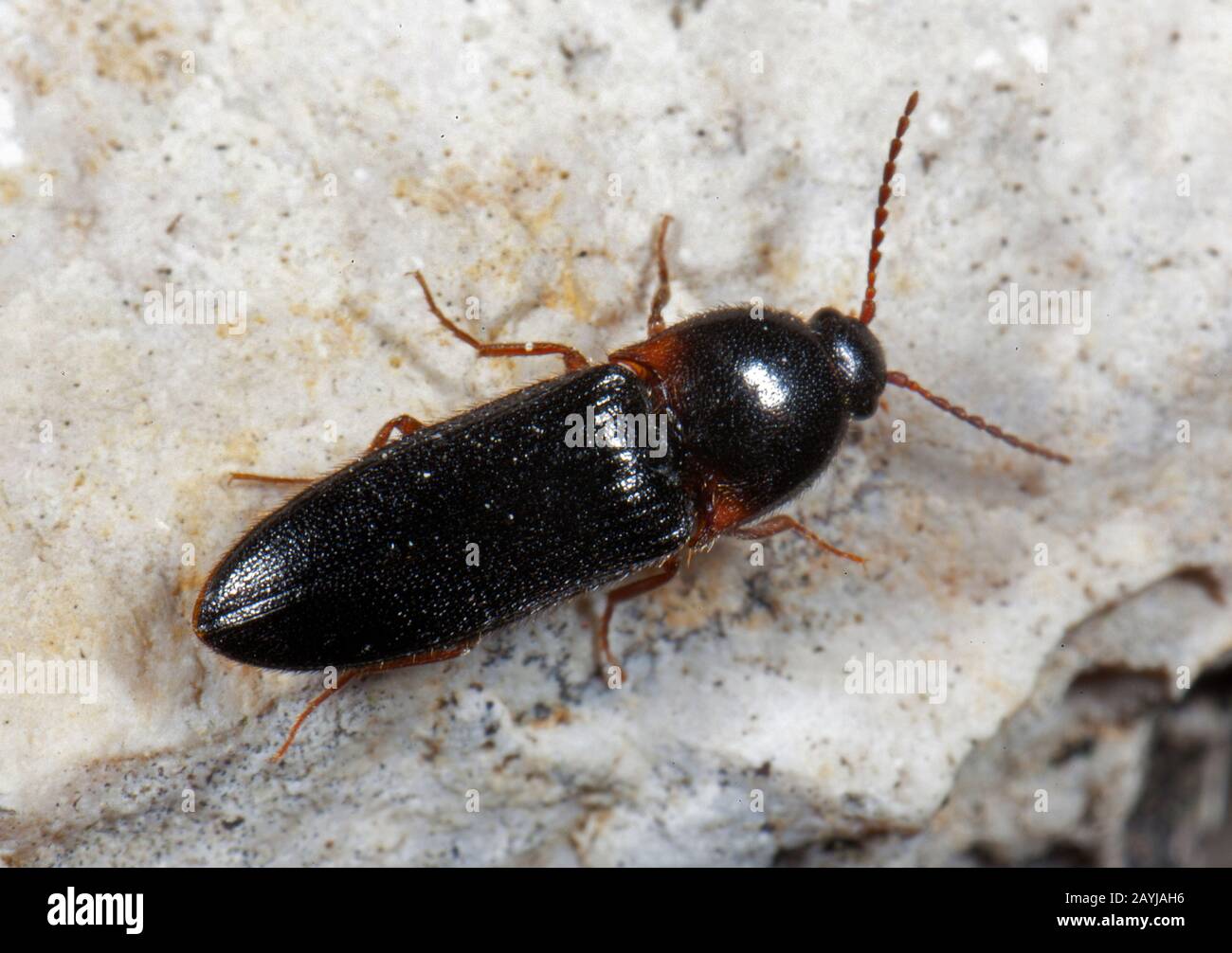 click beetle (Ampedus erythrogonus), sits on a stone, Germany Stock Photo