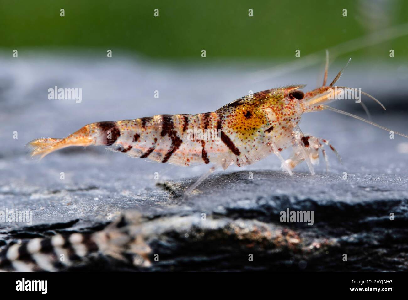 Tiger Dwarf Shrimp (Caridina mariae), in aquarium Stock Photo
