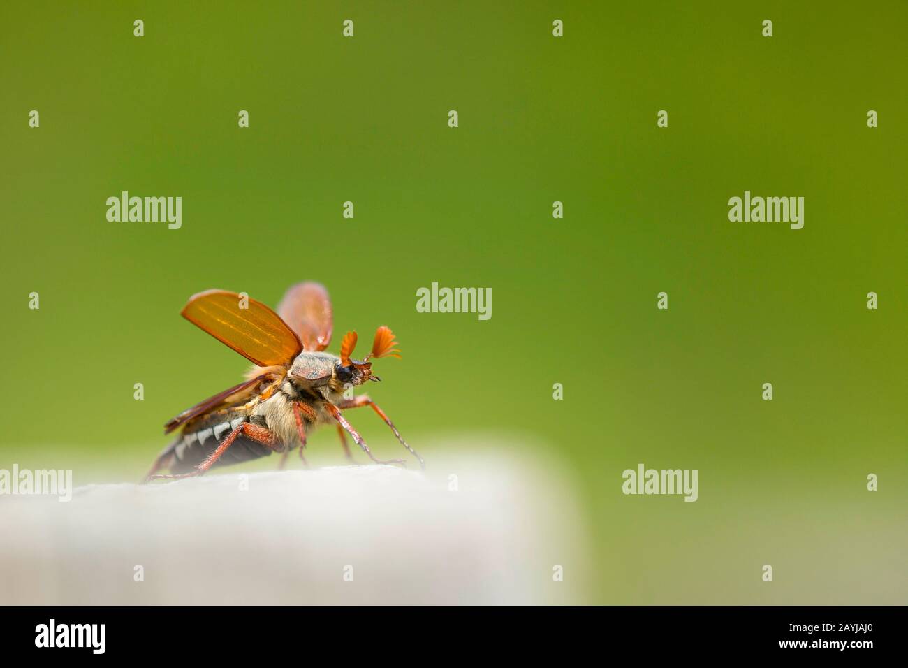 Common cockchafer, Maybug, Maybeetle (Melolontha melolontha), male taking off, France, Rosnay, La Brenne Stock Photo