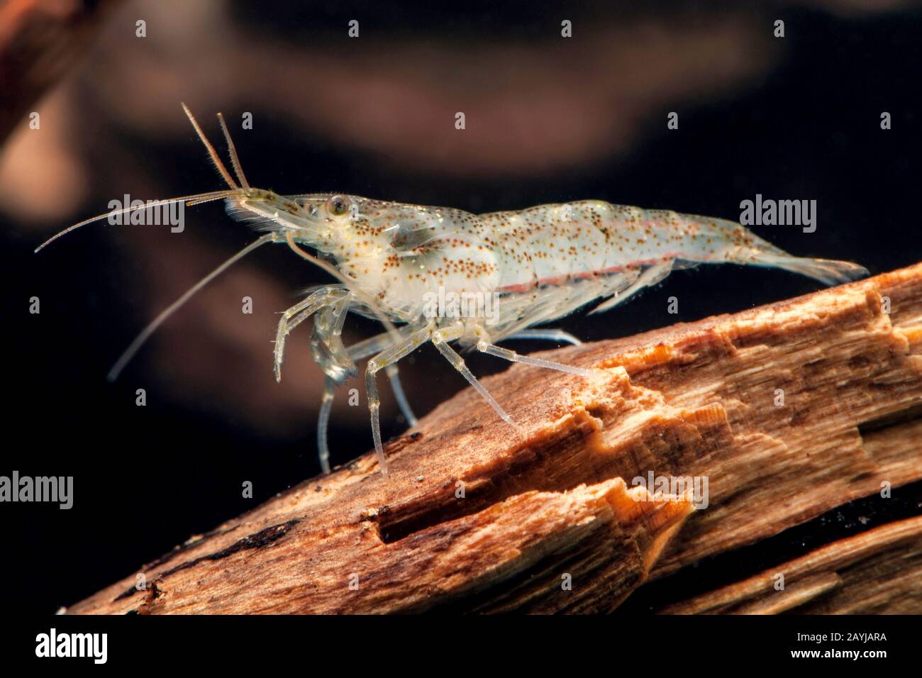 Cherry shrimp, Dwarf shrimp (Neocaridina davidi, Neocaridina heteropoda), lateral view Stock Photo