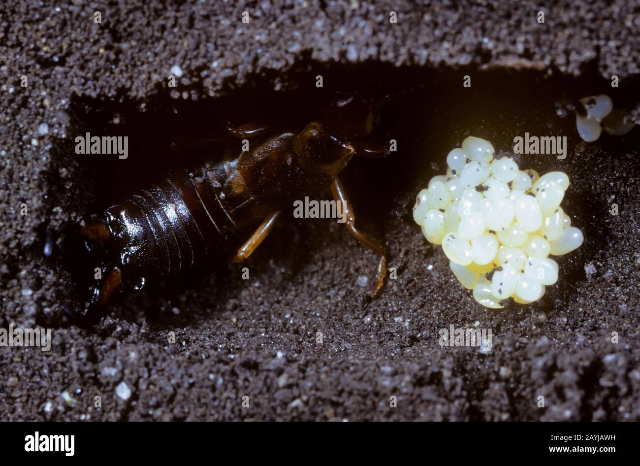 common earwig, European earwig (Forficula auricularia), in the nest with eggs, Germany Stock Photo