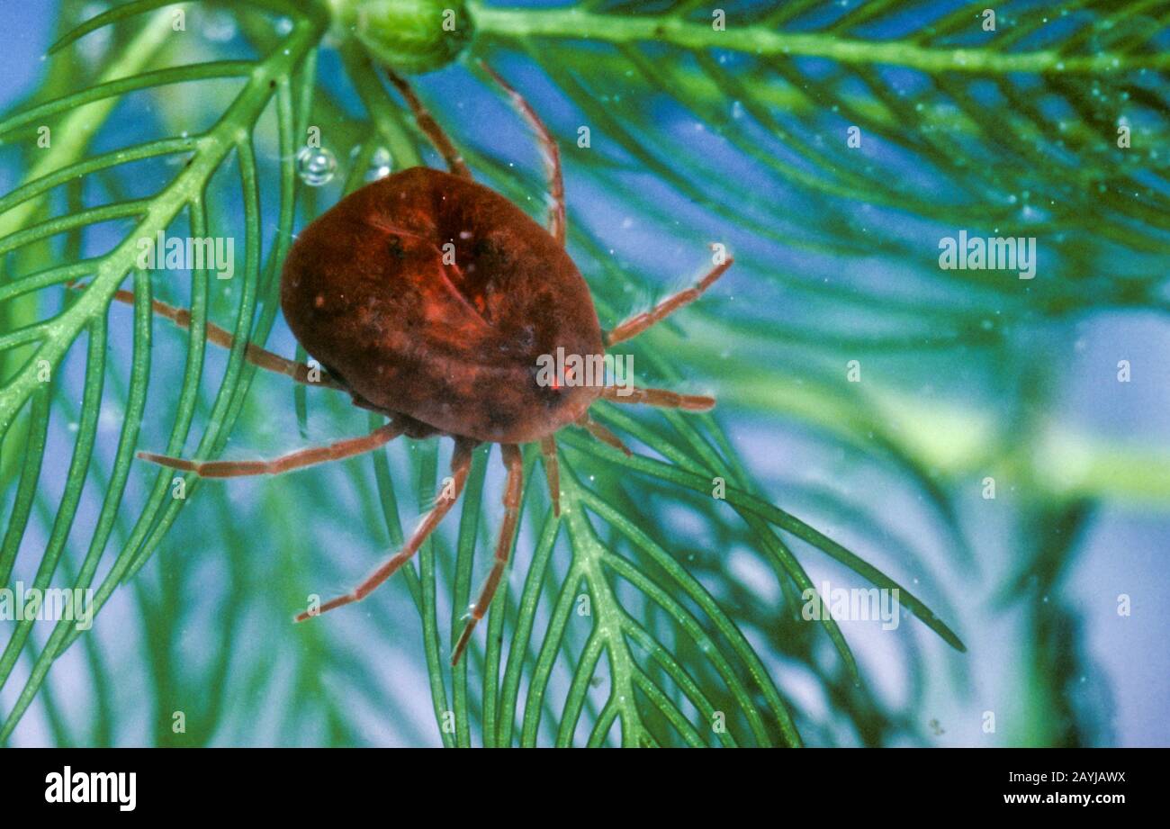 water mite, water mites (Hydracarina), swimming Stock Photo