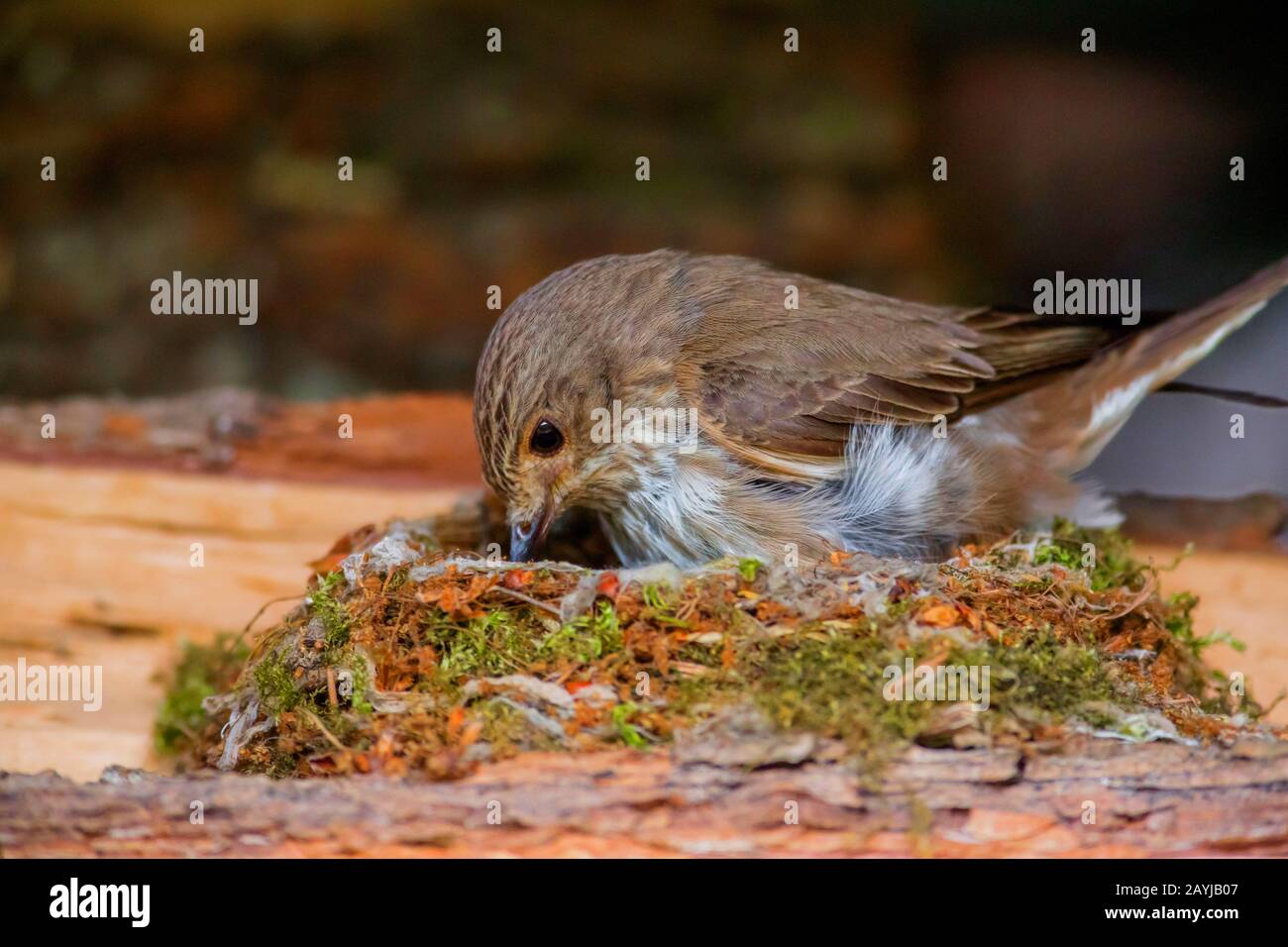 spotted flycatcher (Muscicapa striata), stands in the nest checking the eggs, Germany, Bavaria, Niederbayern, Lower Bavaria Stock Photo