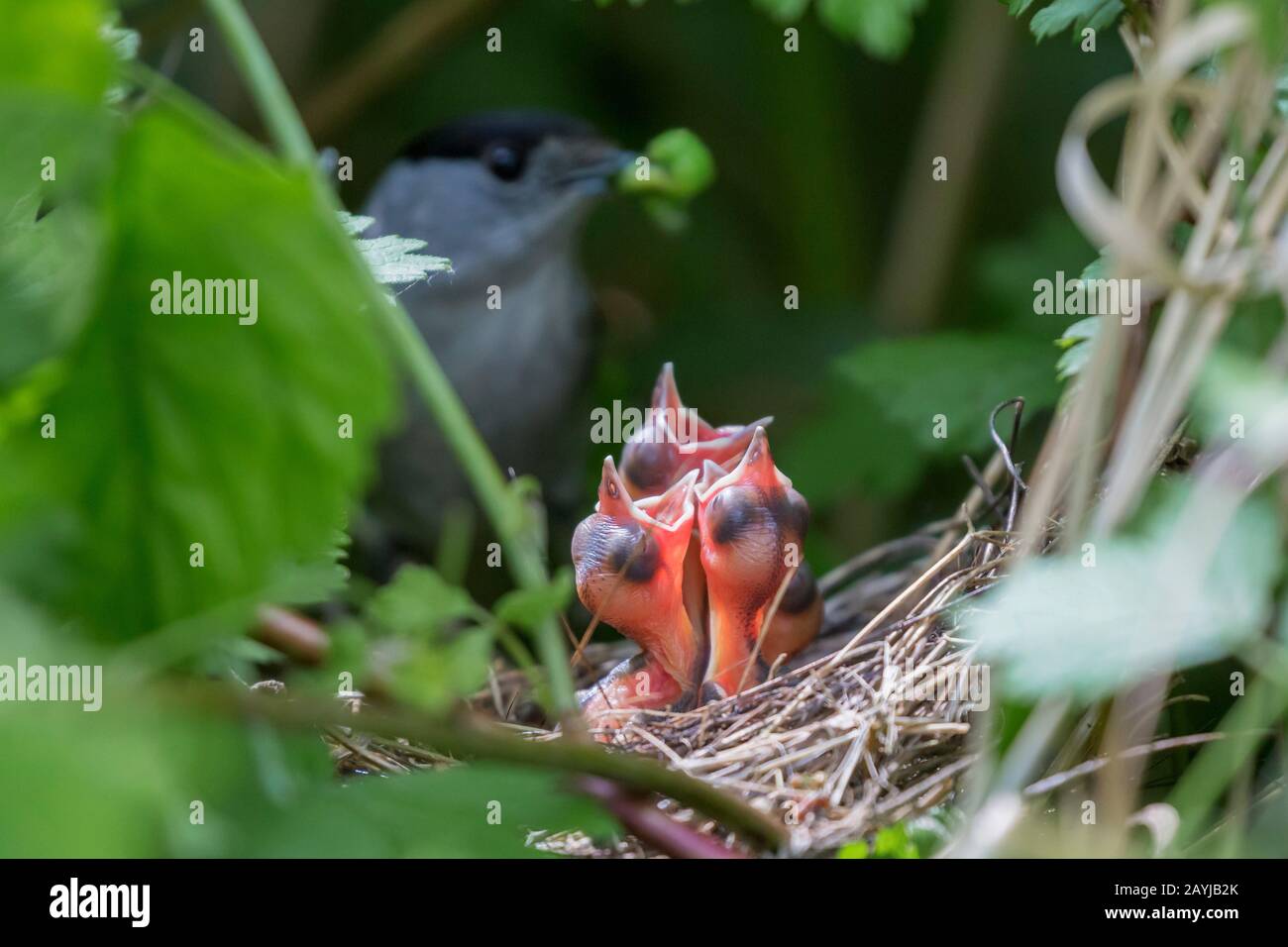 Baby caterpillars hi-res stock photography and images - Alamy