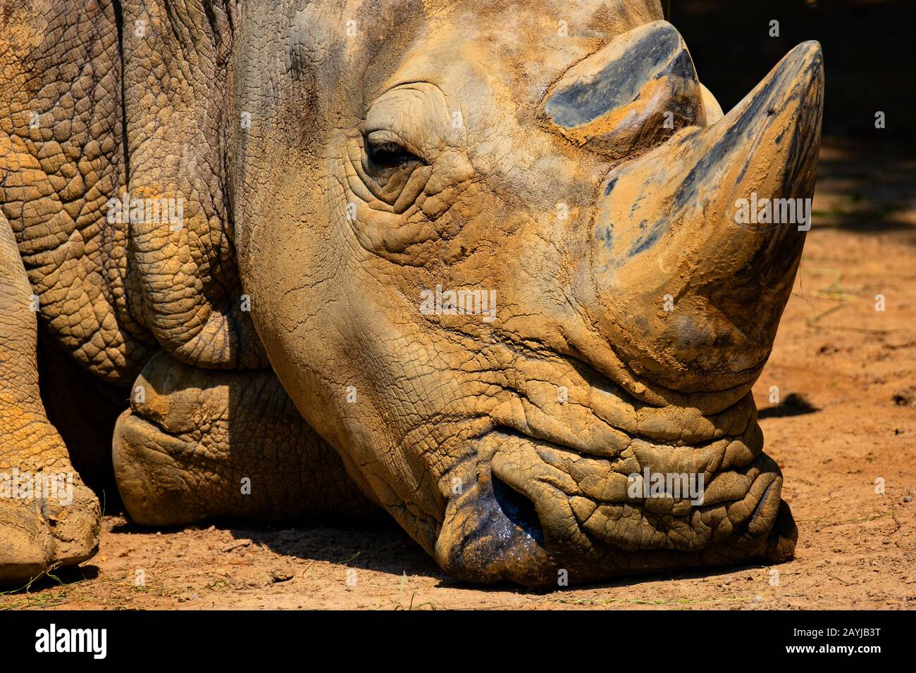 white rhinoceros, square-lipped rhinoceros, grass rhinoceros (Ceratotherium simum), dozing Stock Photo