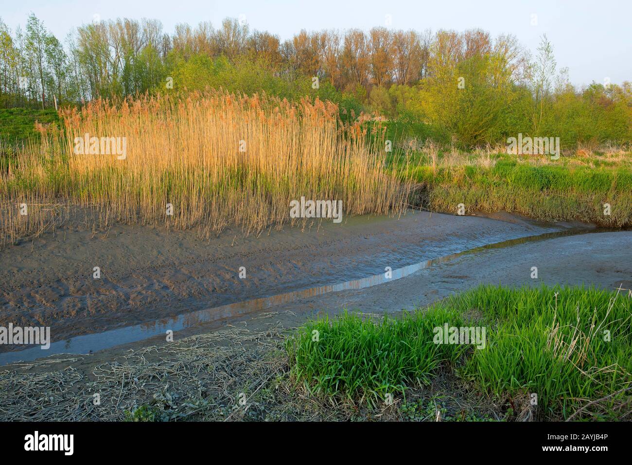 reed grass, common reed (Phragmites communis, Phragmites australis), Landschaft bei Bergenmeersen, Belgium, East Flanders, Bergenmeersen, Berlare Stock Photo