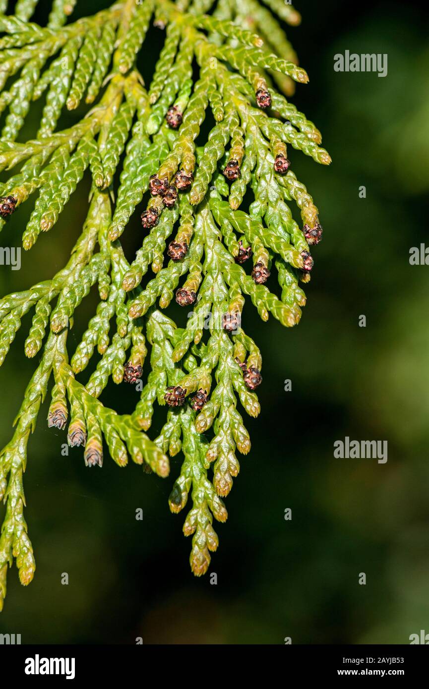 red cedar (Thuja plicata), branch with male and female flowers Stock Photo