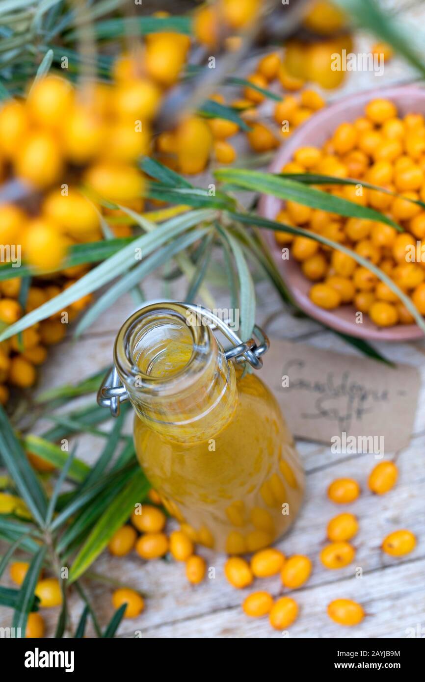 common seabuckthorn (Hippophae rhamnoides), juice made from seabuckthorn berries, Germany Stock Photo