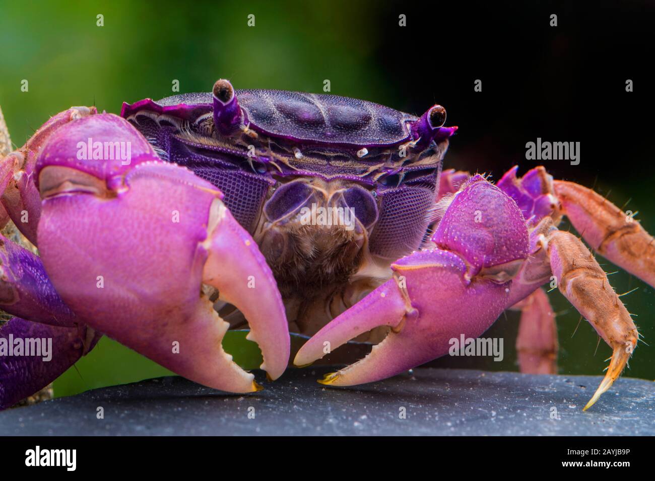 Lila Spider Crab (Neosarmatium Purple), form Purple Stock Photo