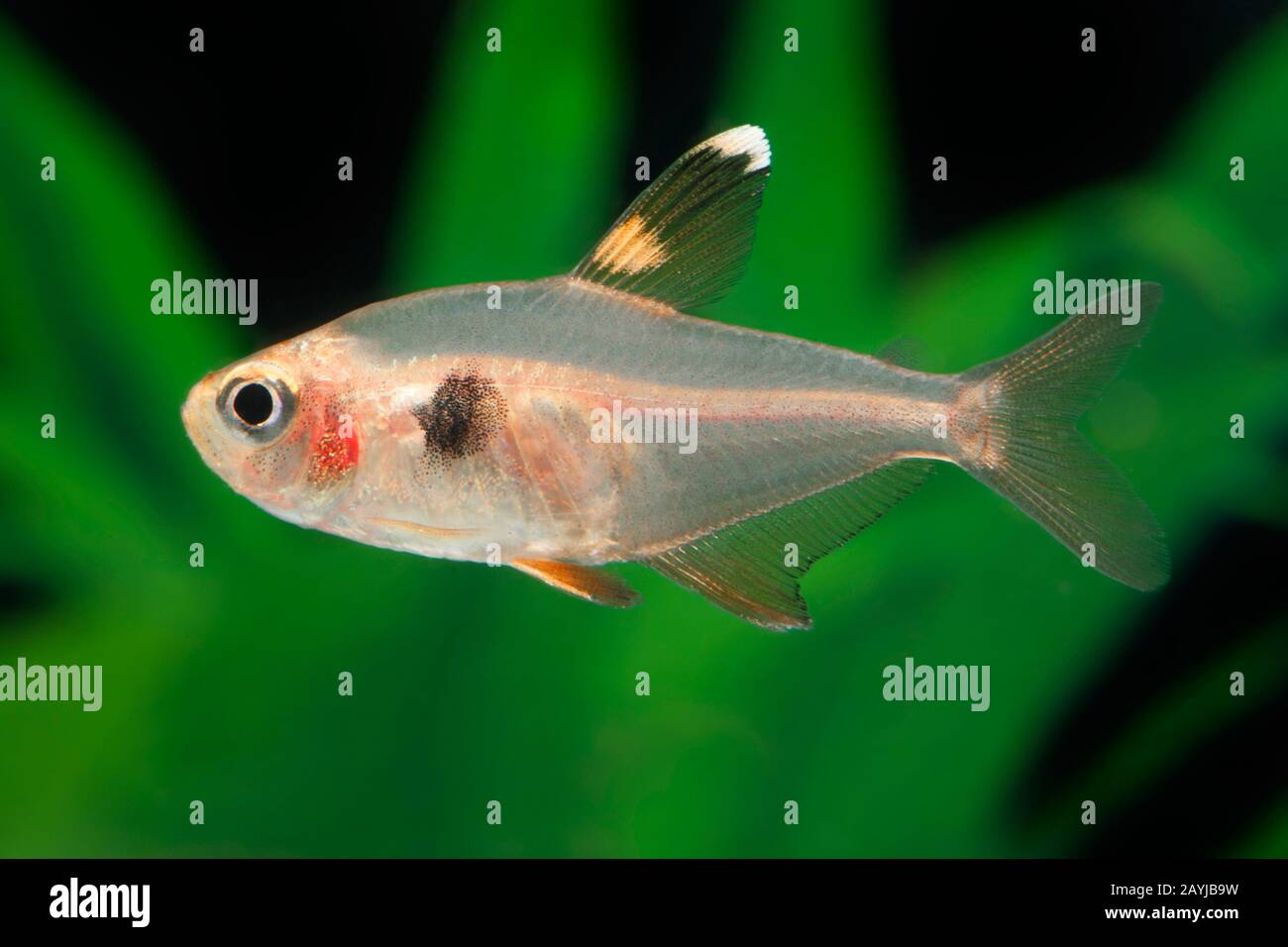 Red phantom tetra (Hyphessobrycon sweglesi, Megalamphodus sweglesi), side view Stock Photo