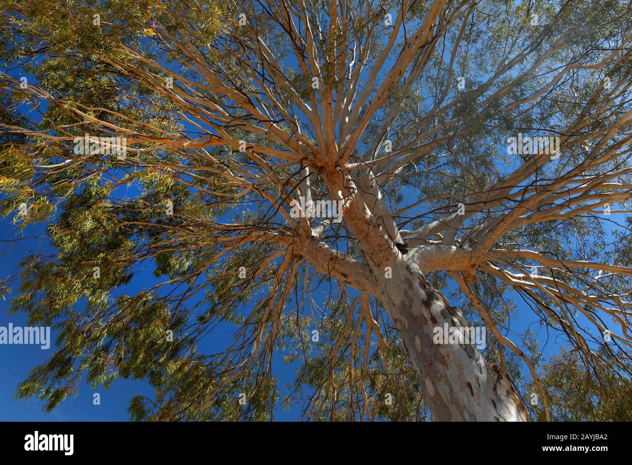 eucalyptus, gum (Eucalyptus spec.), view into tree top, Spain, Andalusia, Huelva Stock Photo