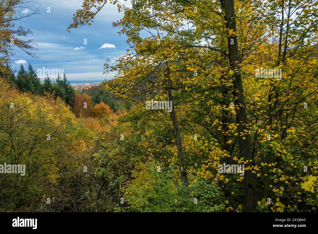 autumn forest of the Brocken, Germany, Lower Saxony, Harz National Park Stock Photo