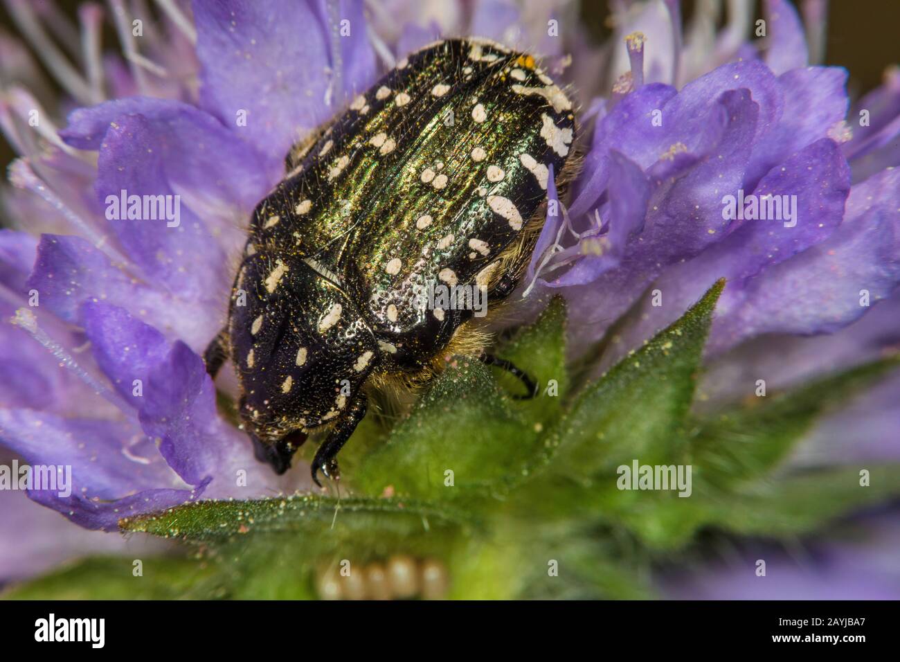 White-spotted Rose Beetle (Oxythyrea funesta), sits on a flower, Germany Stock Photo