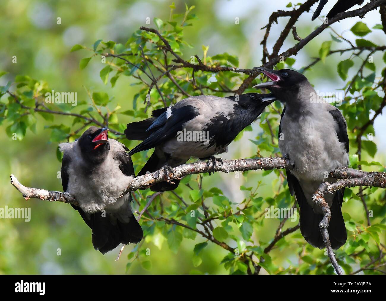 Hooded crow (Corvus corone cornix, Corvus cornix), with two juveniles, Norway, Troms Stock Photo