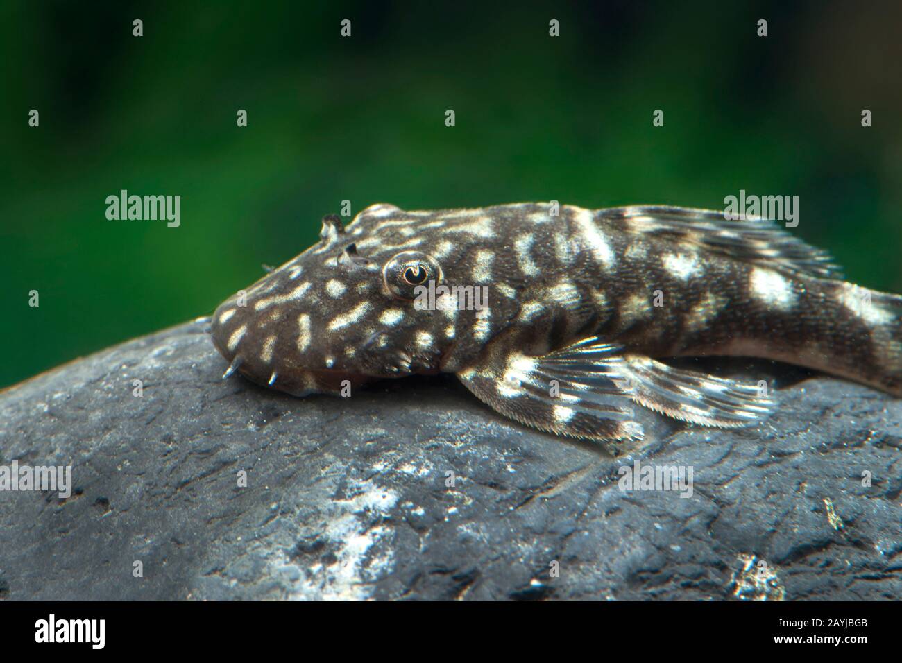 Gold-marbled bristlenose (Ancistrus claro, Ancistrus Golden marble), lying on a stone Stock Photo