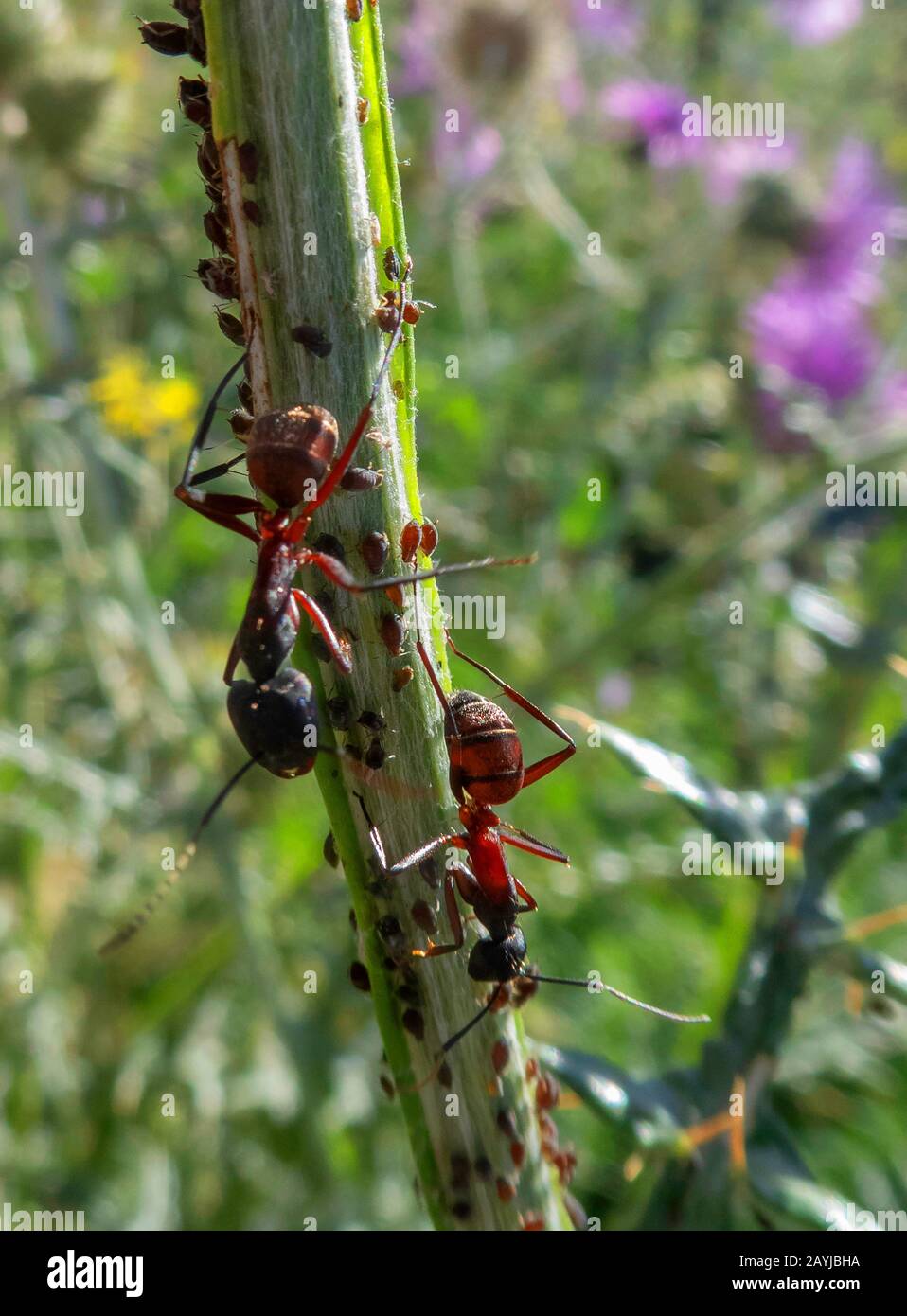 dolichoderine ants (Dolichoderinae), ants with greenflies, Spain, Talavera  Stock Photo - Alamy