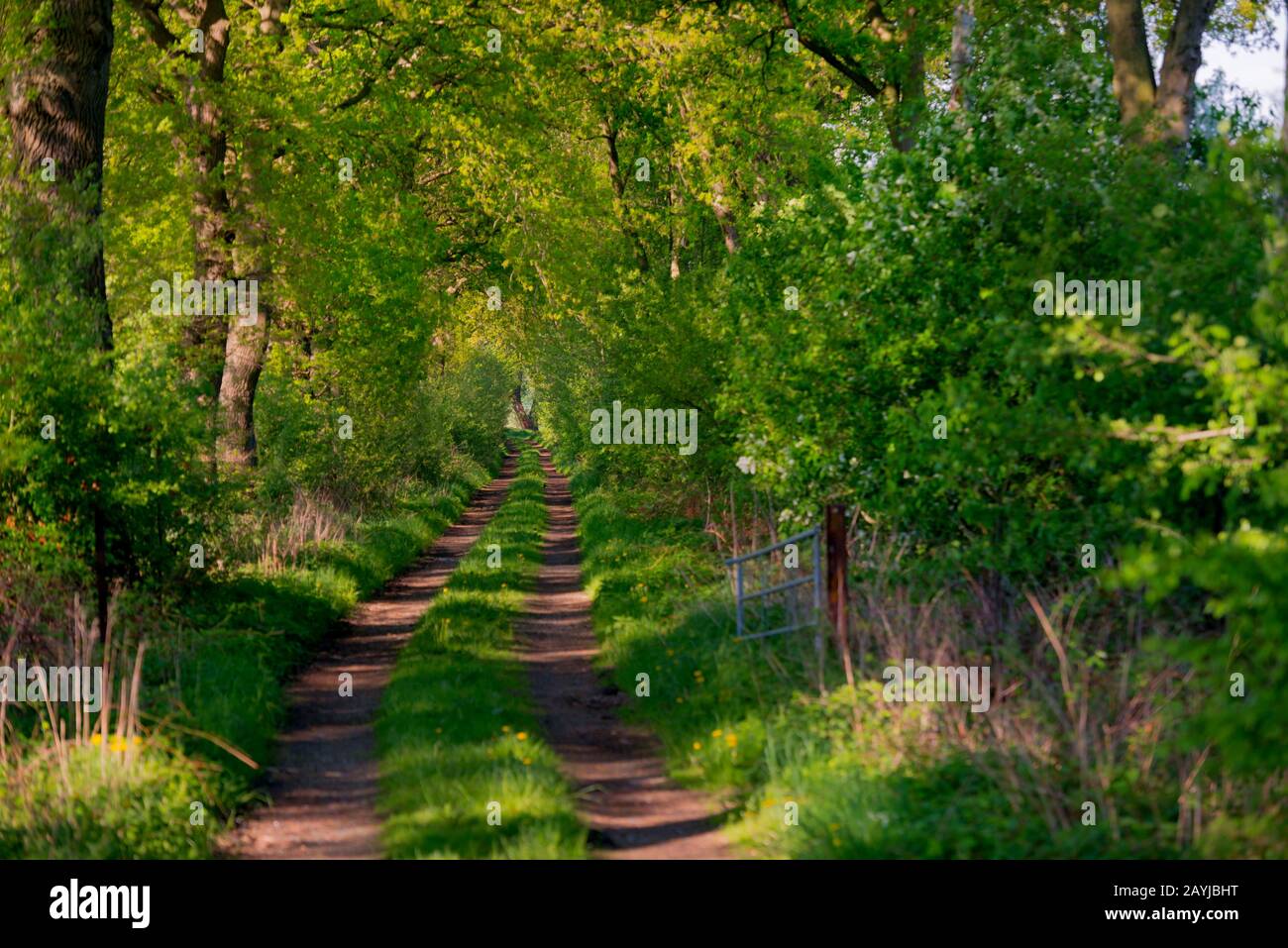 path surrounded by hedges, Germany, Schleswig-Holstein, Redder Stock Photo