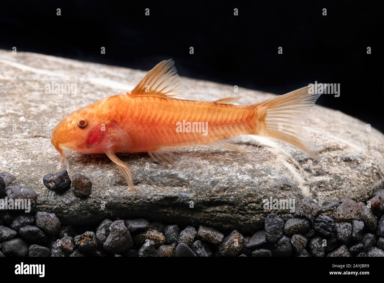 Corydoras catfish (Aspidoras C125 ROT), C125 RED Stock Photo