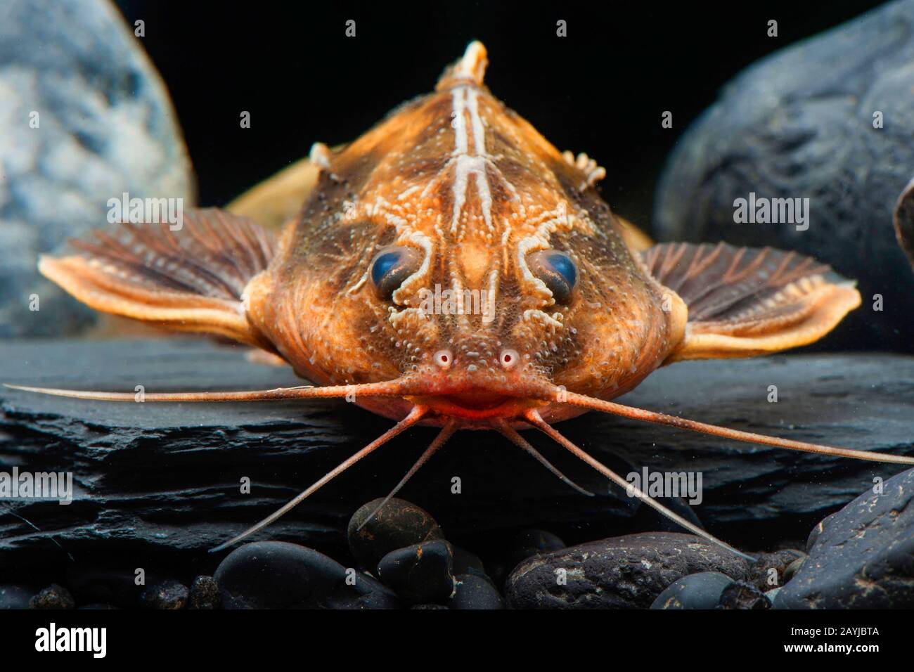 Giant Raphael Catfish (Megalodoras uranoscopus), portrait Stock Photo