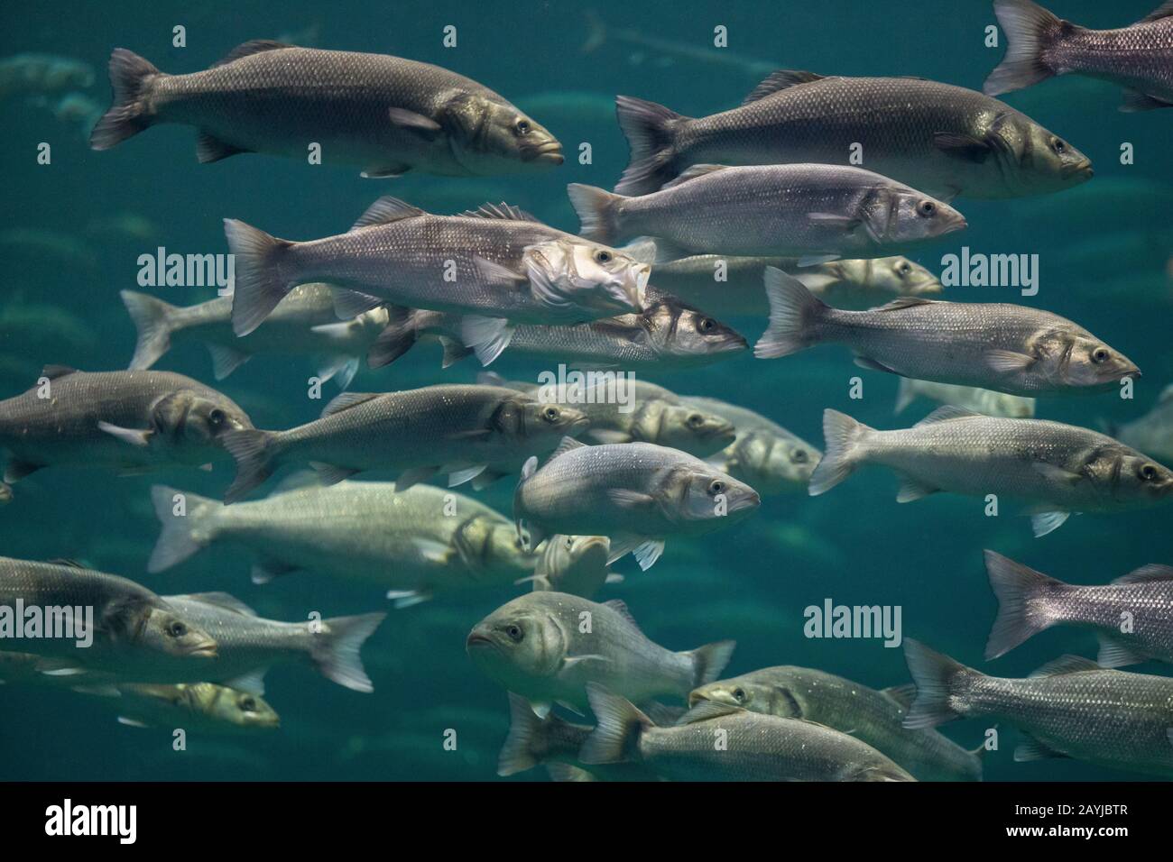 bass, sea bass, European sea bass (Dicentrarchus labrax, Roccus labrax, Morone labrax), shoal Stock Photo