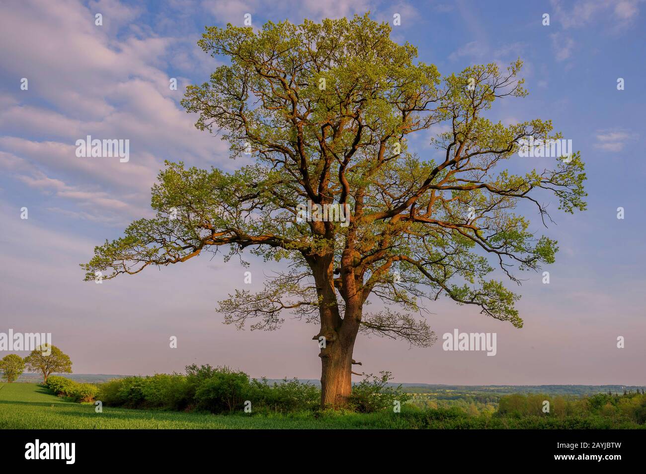 common oak, pedunculate oak, English oak (Quercus robur. Quercus pedunculata), old pastoral oak near Stoefs in spring , Germany, Schleswig-Holstein, Ostholstein, Luetjenburg Stock Photo
